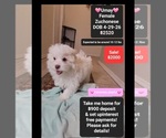 Image preview for Ad Listing. Nickname: Umay