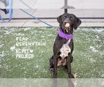 Small Photo #4 Great Dane-Labrador Retriever Mix Puppy For Sale in Kansas City, MO, USA