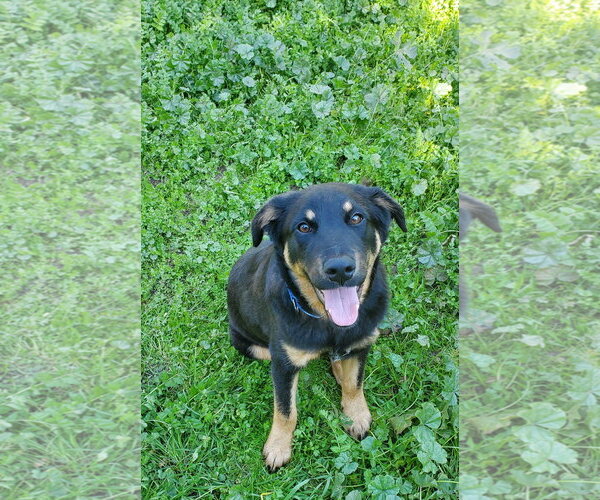 Medium Photo #4 Labrottie Puppy For Sale in Fresno, CA, USA