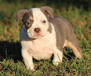 American Bully Puppy for sale in FREDERICKSBURG, VA, USA