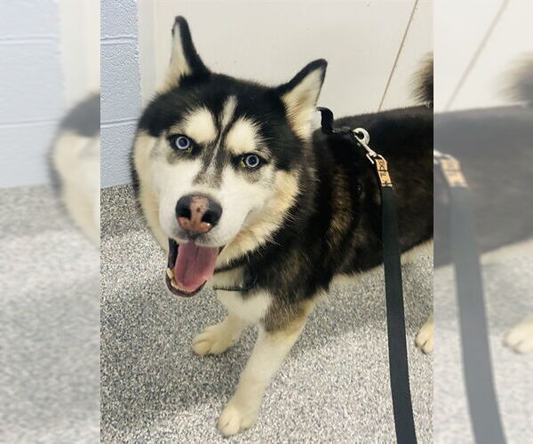 Medium Photo #1 Siberian Husky Puppy For Sale in Westminster, MD, USA
