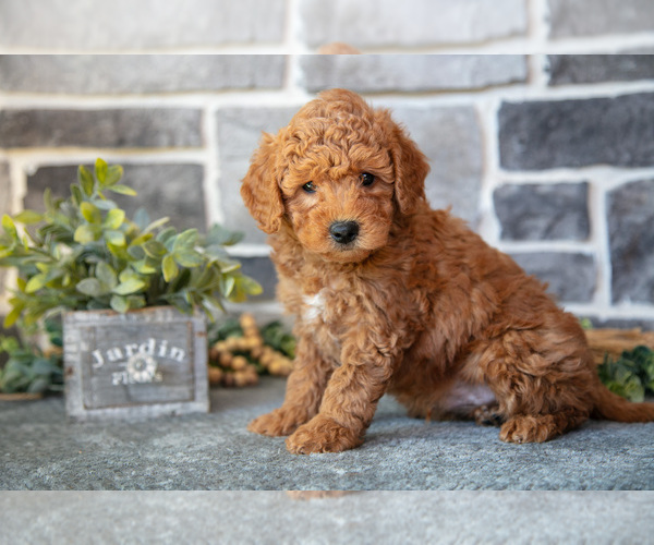 Medium Photo #16 Goldendoodle (Miniature) Puppy For Sale in MIFFLINBURG, PA, USA