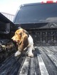 Small Photo #1 Basset Hound Puppy For Sale in PETERSBURG, IN, USA
