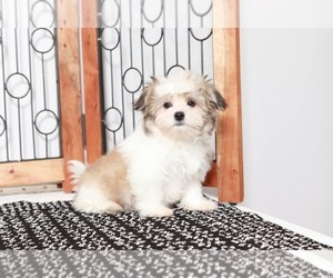 Mal-Shi Puppy for sale in NAPLES, FL, USA