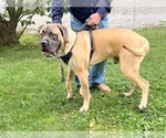 Small Photo #2 Mastiff Puppy For Sale in EAST SPARTA, OH, USA