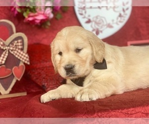 Golden Retriever Puppy for sale in LANCASTER, PA, USA