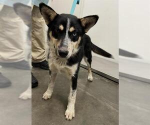 Aussie Siberian Dogs for adoption in Rosenberg, TX, USA