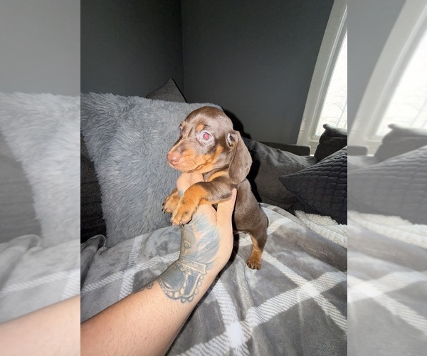 Medium Photo #7 Dachshund Puppy For Sale in JOHNSTON, RI, USA