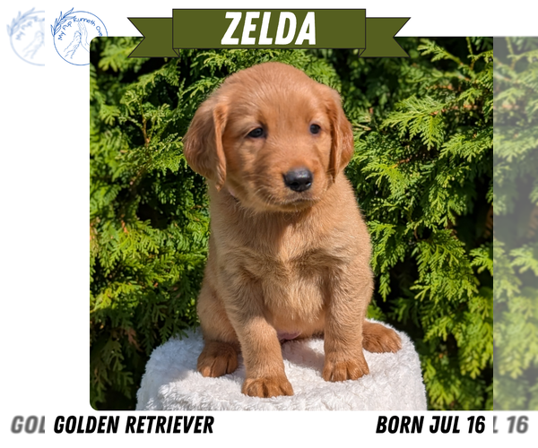 Medium Photo #9 Golden Retriever Puppy For Sale in GOSHEN, IN, USA