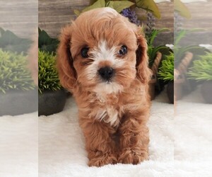 Medium Cavapoo