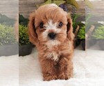 Puppy Puppy 1 Female Cavapoo