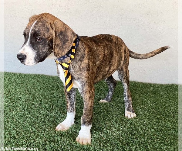Medium Photo #2 Boxer-Plott Hound Mix Puppy For Sale in San Diego, CA, USA
