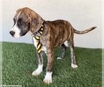 Small #1 Boxer-Plott Hound Mix