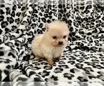 Small #22 Pomeranian