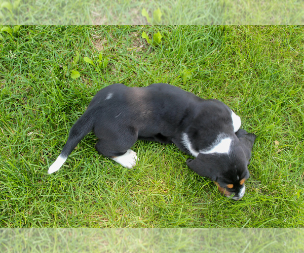 Medium Photo #10 Basset Hound Puppy For Sale in FREMONT, NE, USA
