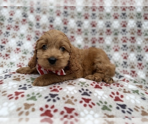 Medium Photo #5 Cock-A-Poo Puppy For Sale in LAKELAND, FL, USA