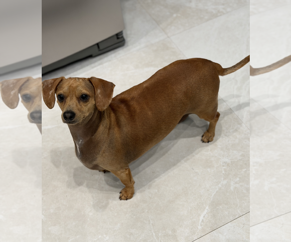 Medium Photo #2 Dachshund Puppy For Sale in Weston, FL, USA