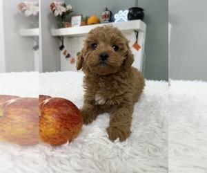 Goldendoodle (Miniature) Puppy for sale in INDIANAPOLIS, IN, USA