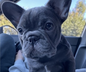 French Bulldog Puppy for sale in ROWLAND HEIGHTS, CA, USA