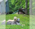 Small Photo #1 Irish Wolfhound Puppy For Sale in RONCEVERTE, WV, USA