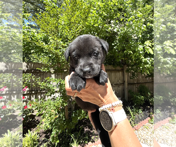 Medium Photo #3 Labrador Retriever-Unknown Mix Puppy For Sale in Rockville, MD, USA