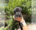 Small #2 Mutt