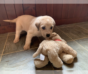 Great Dane-Labrador Retriever Mix Puppy for sale in WHITE SULPHUR SPRINGS, WV, USA