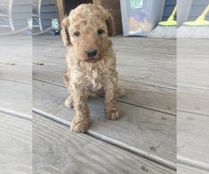 Goldendoodle Puppy for Sale in BUFFALO, Missouri USA