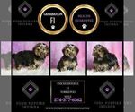 Small Photo #50 Yorkipoo Puppy For Sale in WARSAW, IN, USA