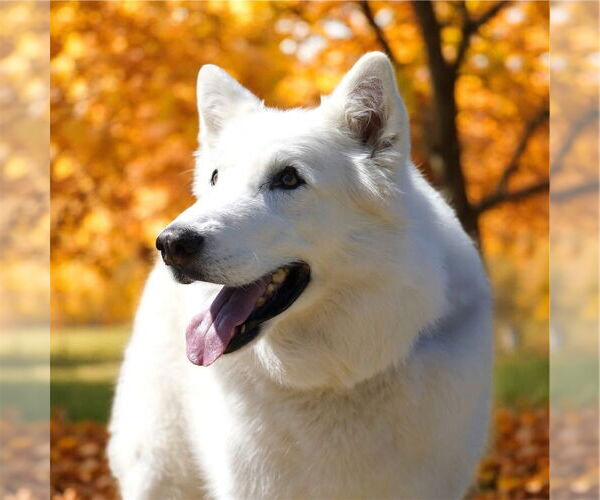 Medium Photo #14 Alusky Puppy For Sale in Bellingham, WA, USA