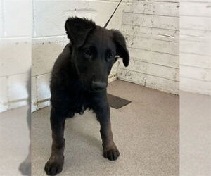 German Shepherd Dog-Unknown Mix Dogs for adoption in San Bernardino, CA, USA