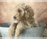 Small Photo #11 Goldendoodle Puppy For Sale in CONCORD, NC, USA