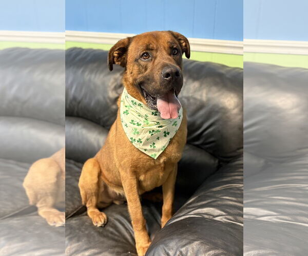 Medium Photo #1 Boxer-Unknown Mix Puppy For Sale in Spring Lake, NJ, USA