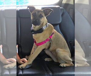 Black Mouth Cur-German Shepherd Dog Mix Dogs for adoption in Germantown, OH, USA