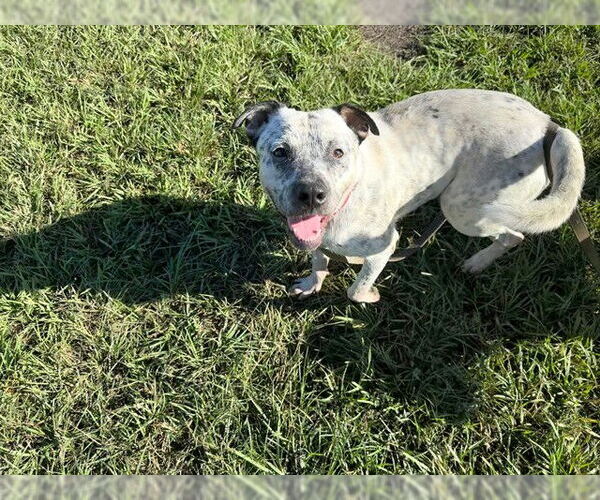Medium Photo #3 American Pit Bull Terrier Puppy For Sale in Ocala, FL, USA