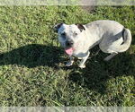 Small #2 American Pit Bull Terrier