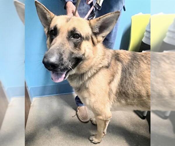 Medium Photo #1 German Shepherd Dog Puppy For Sale in Houston, TX, USA