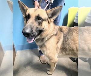 German Shepherd Dog Dogs for adoption in Houston, TX, USA