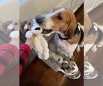 Small Photo #2 Treeing Walker Coonhound Puppy For Sale in Westminster, MD, USA