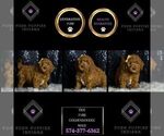 Puppy Tide F1BB Goldendoodle (Miniature)