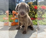 Small #5 Labrador Retriever