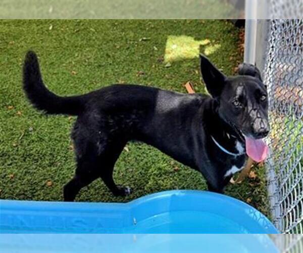 Medium Photo #1 Australian Kelpie-Unknown Mix Puppy For Sale in Downey, CA, USA