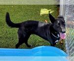 Small Australian Kelpie Mix