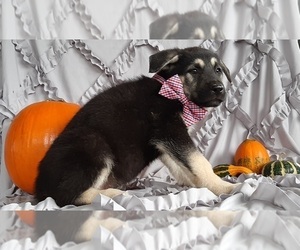 German Shepherd Dog Puppy for sale in LANCASTER, PA, USA