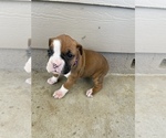 Small Photo #6 Boxer Puppy For Sale in LUCERNE VALLEY, CA, USA