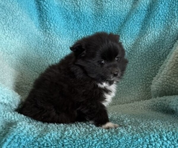 Medium Photo #3 Pomeranian Puppy For Sale in CURTISS, WI, USA