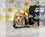 Small #5 Cocker Spaniel