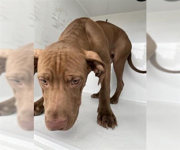 Medium Photo #1 Unknown-Vizsla Mix Puppy For Sale in Houston, TX, USA