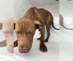 Small Vizsla Mix