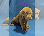 Puppy Luna Labrador Retriever